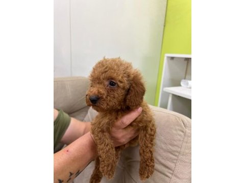 Yavru toy poodle izmir