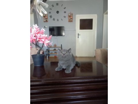 British shorthair yavru kediler