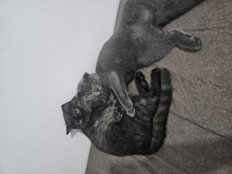6 aylık safkan scottish fold evde üretim
