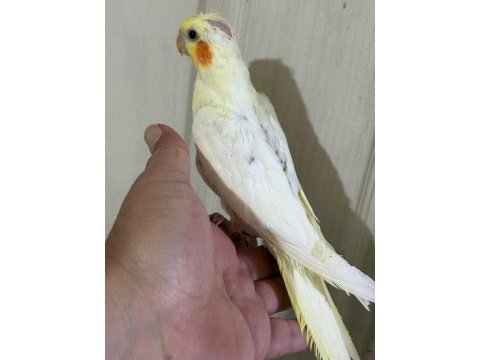 53 günlük ful evcil lutino sultan papağanı bebek