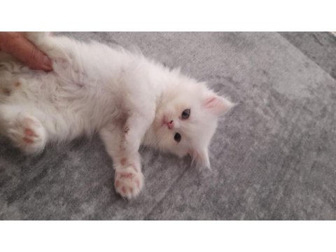 Evinizin yeni chinchilla neşeleri sahiplenmeyi bekliyor