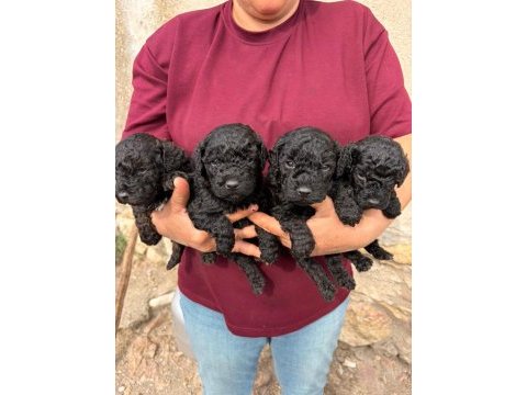 Sevgi dolu maltipoo yavrular yeni ailesini arıyor