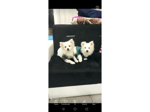 Saf 1 erkek ve 1 dişi köpeğimiz