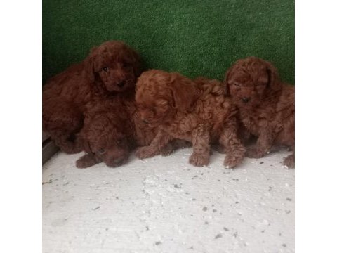 Kore kan red brown poodle yavrular