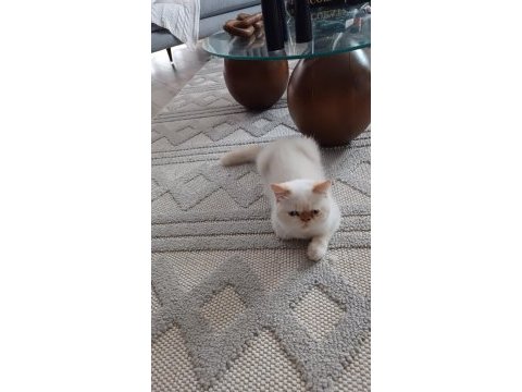 Show kalite ırk garantili exotic shorthair bebeğimiz