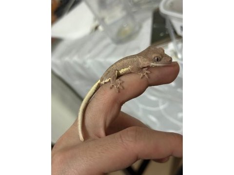 Evil crested geckolar