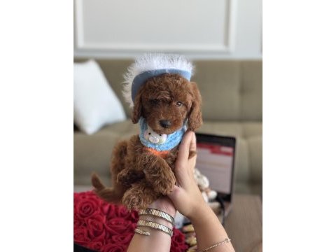 Büyümeyen boy teacup poodle bebeğim