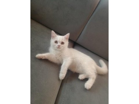 Kedilerim saf kandır bilginize
