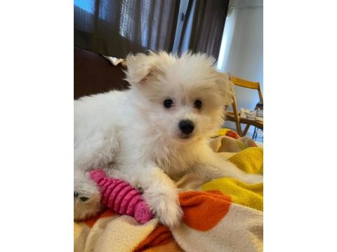 Havanese terrier ile foxy pomeranian kırması