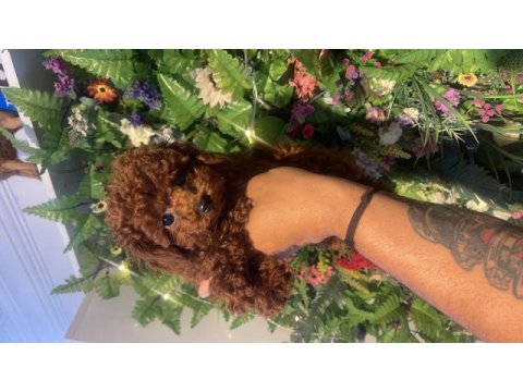Efsane poodle yavrularımız