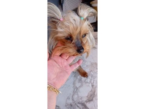 Sahiplendirilecek yorkshire terrier