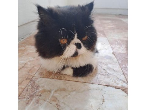 Kendi yavrularımız exotic shorthair