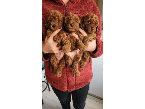 Toy poodle bebeklerim