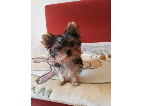 Orjinal 2 erkek yorkshire terrier