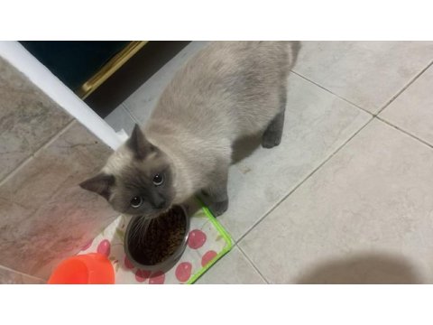 British shorthair 1,5 yaşında