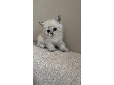 British shorthair 1.5 aylık dişi