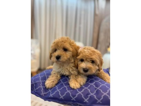 Tüy yumağı maltipoo