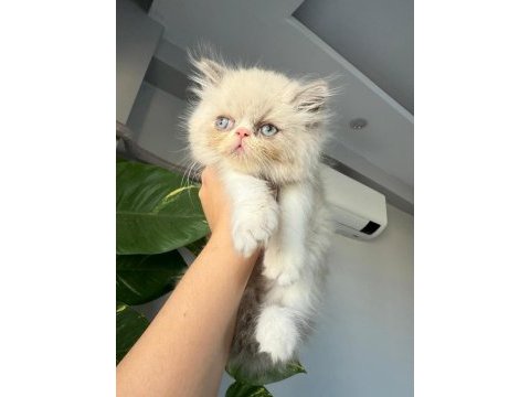 Güzel pamuklarım