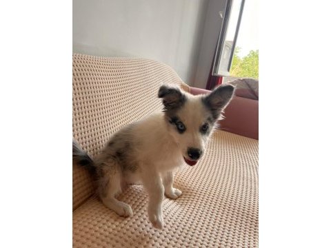 Blue merle border collie yavru