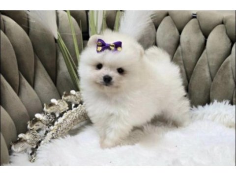 Pomeranian boo köpeği