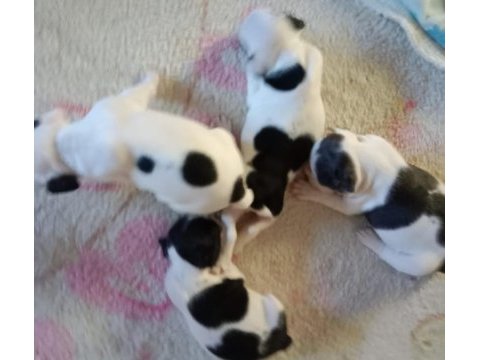 Kaliteli french bulldog yavrular