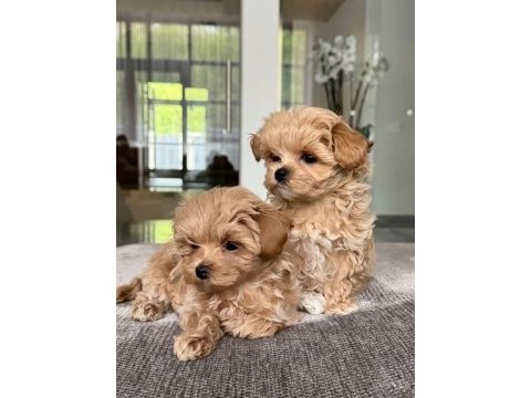 Kaliteli maltipoo