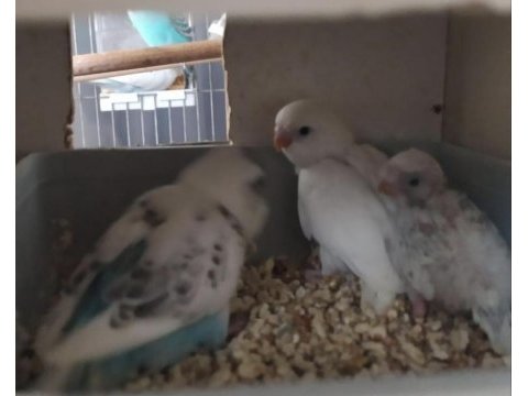 Yeme düşmeye hazırlanan yavru muhabbet kuşları
