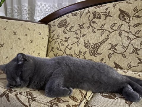 British longhair kedisi
