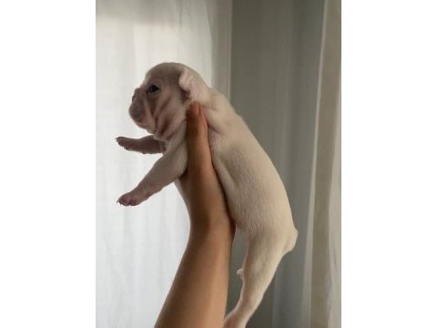Dişi french bulldog