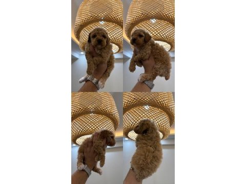Wc pet eğitimli maltipoo yavrumuz yeni yuvasına hazır