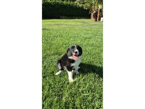 Border collie yavruları aşıları tam