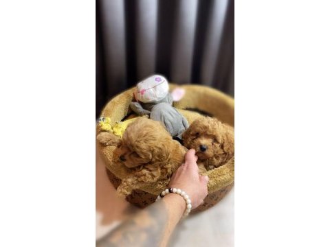 Show kalite maltipoo bebeklerimiz