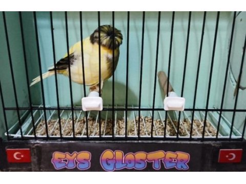 Glosterler vasıflı takım kanaryalar