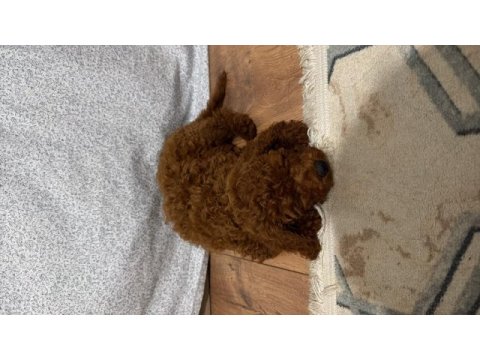 Toy poodle yavrumuz 2 buçuk aylık