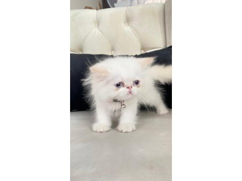 İran kedisi bebek suratlı