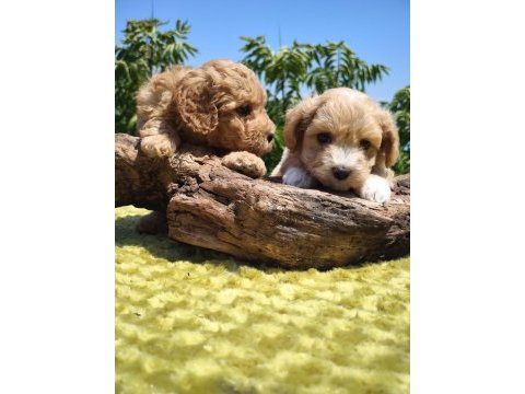 Oyuncak surat maltipoo bebekler