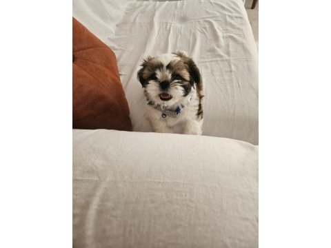 Shih tzu ömürlük ailesini arıyor