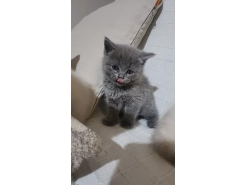 Blue point british shorthair