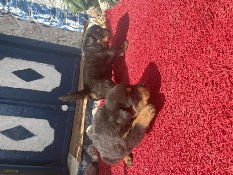 Rottweiler köpeği