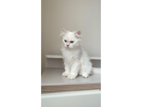 3 aylık dişi erkek british longhair