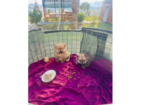 Pomeranian boo teslime hazır