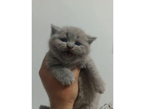 2 aylık british shorthair