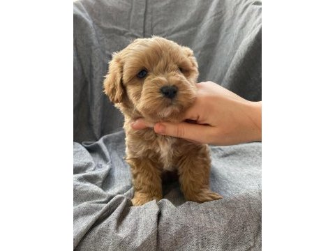 Biblo gibi maltipoo bebeklerimiz