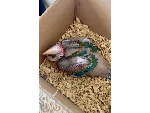 1.5 aylık bebek kırmızı macaw papağanı resmi belgeli