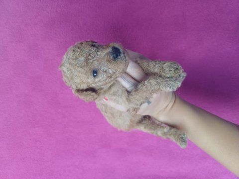 Toy poodle üst kalite safkan yavrularım