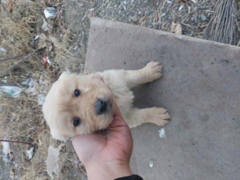 Bebek yüz golden retriever yavrularımız safkan