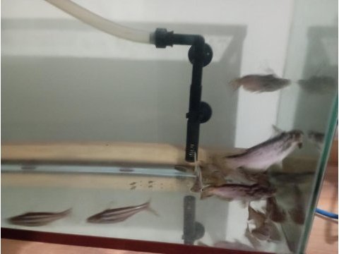 Akvaryum ve odun pegasus