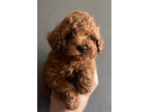 Red toy poodle