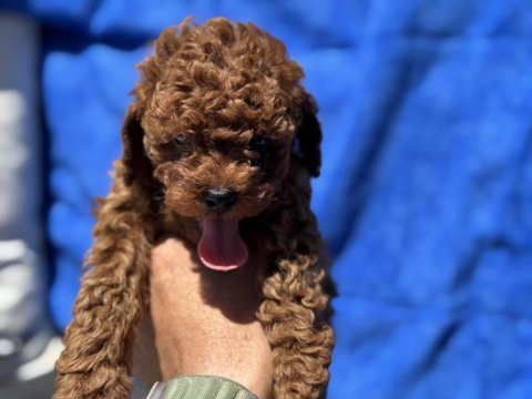 Ankaranın en özel toy poodle yavruları 