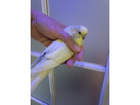 Dişi muhabbet kuşu iri cins